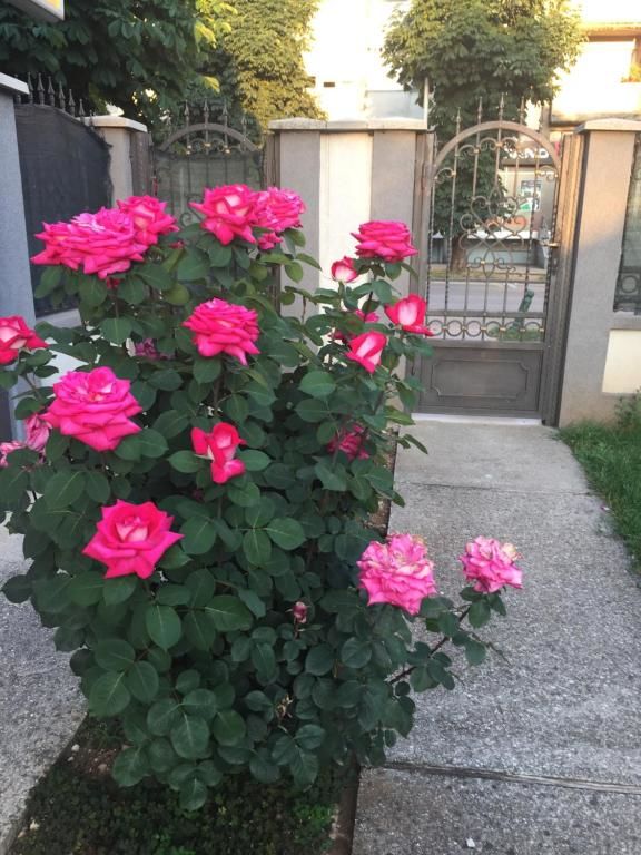 Апартаменты Apartments Premović Nikšić Никшич-16